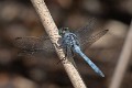 Orthetrum boumiera male-2152